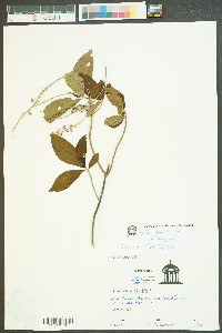 Clethra alnifolia var. alnifolia image