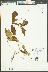 Clethra alnifolia var. alnifolia image