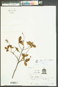 Clethra alnifolia var. alnifolia image