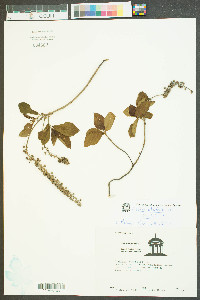 Clethra alnifolia var. alnifolia image