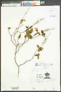 Clethra alnifolia var. alnifolia image