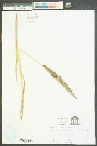 Echinochloa walteri image