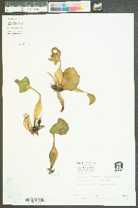 Eichhornia crassipes image