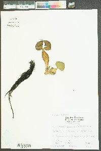 Eichhornia crassipes image