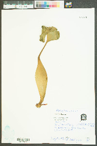 Eichhornia crassipes image