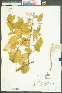 Elaeagnus pungens image