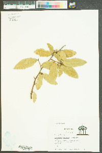 Elaeagnus pungens image