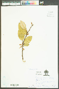 Elaeagnus pungens image