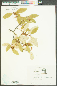 Elaeagnus pungens image