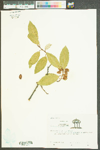 Elaeagnus pungens image