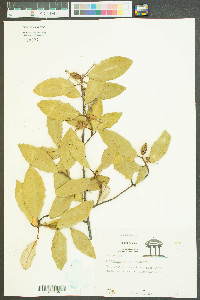 Elaeagnus pungens image