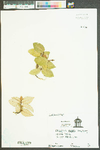 Elaeagnus pungens image