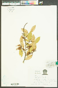 Elaeagnus pungens image