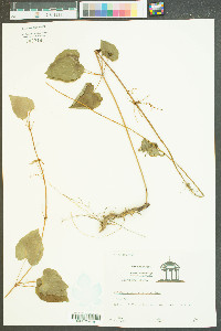 Dioscorea villosa var. villosa image