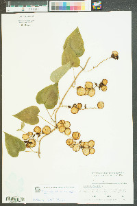 Dioscorea villosa var. villosa image