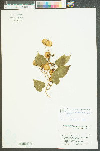 Dioscorea villosa var. villosa image