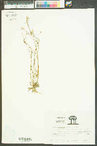 Draba brachycarpa image