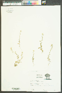 Draba brachycarpa image