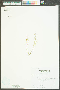 Draba reptans image