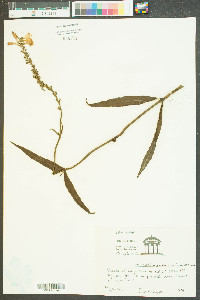 Dracocephalum purpureum image