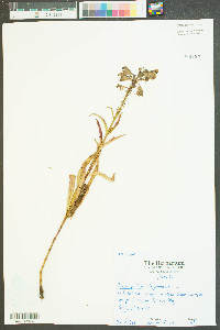 Dracocephalum virginianum image