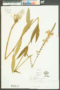 Dracocephalum virginianum image