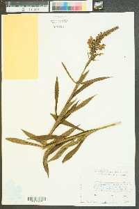 Dracocephalum virginianum image