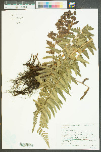 Dryopteris ludoviciana image