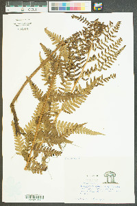 Dryopteris ludoviciana image