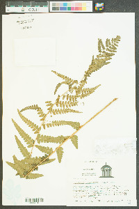 Dryopteris ludoviciana image