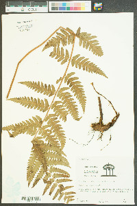 Dryopteris ludoviciana image