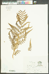 Dryopteris ludoviciana image