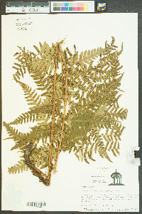 Dryopteris ludoviciana image