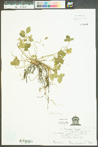 Potentilla indica image