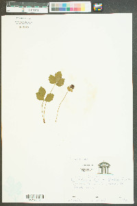 Potentilla indica image