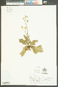 Erigeron quercifolius image