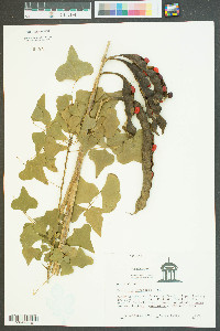 Erythrina herbacea image