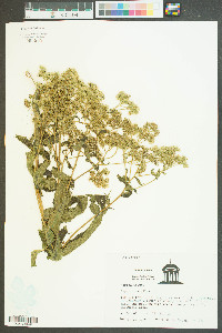 Eupatorium album image