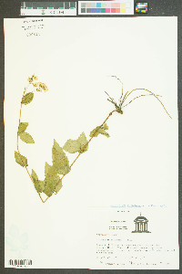 Eupatorium recurvans image