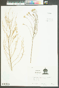 Eupatorium capillifolium image