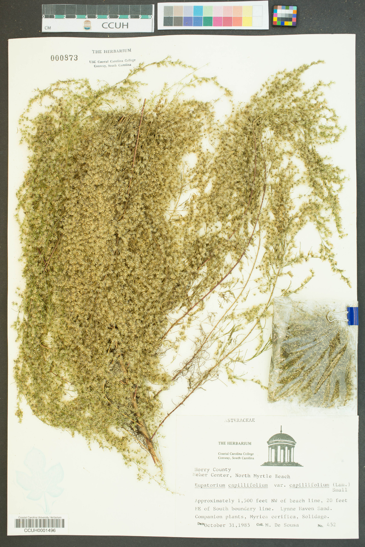 Eupatorium capillifolium image