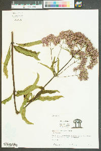 Eutrochium fistulosum image