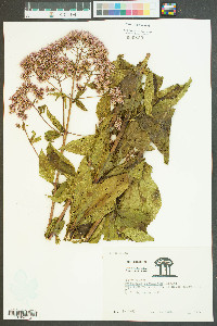 Eutrochium fistulosum image