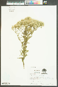 Eupatorium cuneifolium image