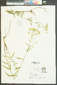 Eupatorium leucolepis image