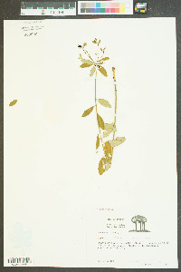 Euphorbia corollata var. corollata image