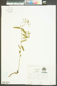 Euphorbia curtisii image