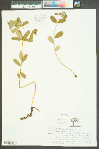 Euphorbia curtisii image