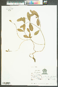 Euphorbia ipecacuanhae image