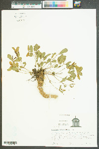 Euphorbia ipecacuanhae image